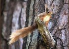 Red Squirrel - John Scholey (Open)